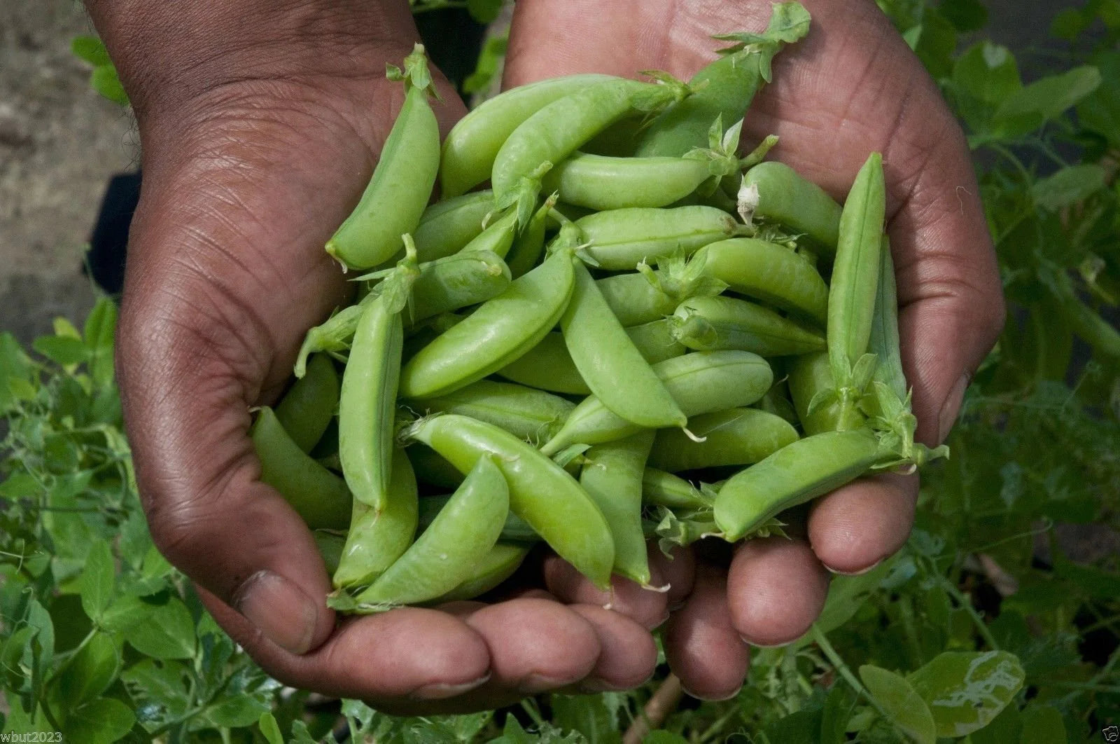 Sugar Ann Pea Vegetable Seeds