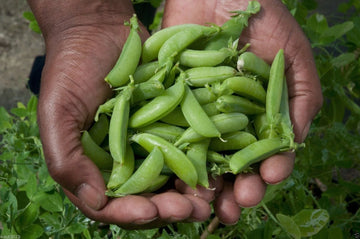 Sugar Ann Pea Vegetable Seeds