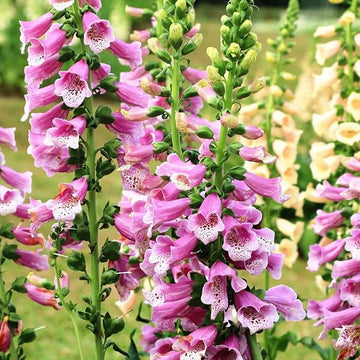 Organic Heirloom Non-GMO Pink Lady's Glove Seeds for Planting – Unique Garden Blooms