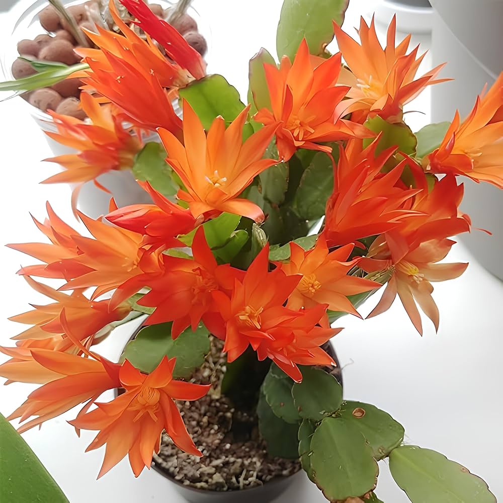 Schlumbergera Flower Seeds for Planting ,Heirloom Seeds -100 pcs - Flower for planting in home garden