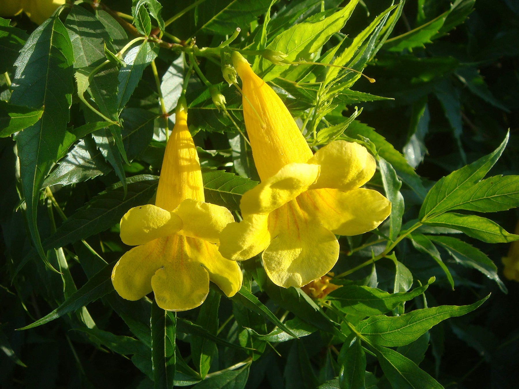 Yellow Madia Flower Seeds for Planting - 100 pcs for planting in your garden.