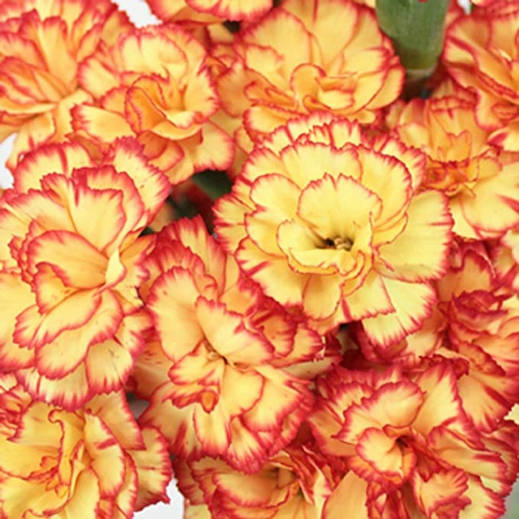 Yellow Red Carnation Flower Seeds – Heirloom, Non-GMO, Bright Bi-Color Blooms for Garden Planting - Red for planting in home garden