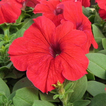 Petunia Double Madness Burgundy Flower Seeds for Planting - Heirloom, NON-GMO, Easy to Grow