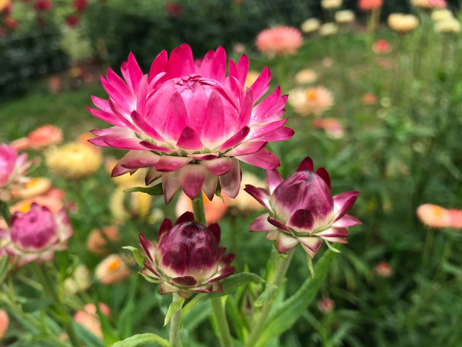 Helichrysum Bracteatum Flower Seeds for Planting - NON GMO Seeds for planting in home garden