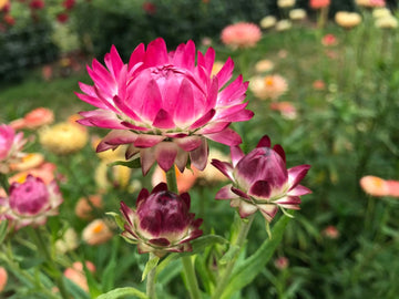 Helichrysum Bracteatum Flower Seeds for Planting - NON GMO Seeds