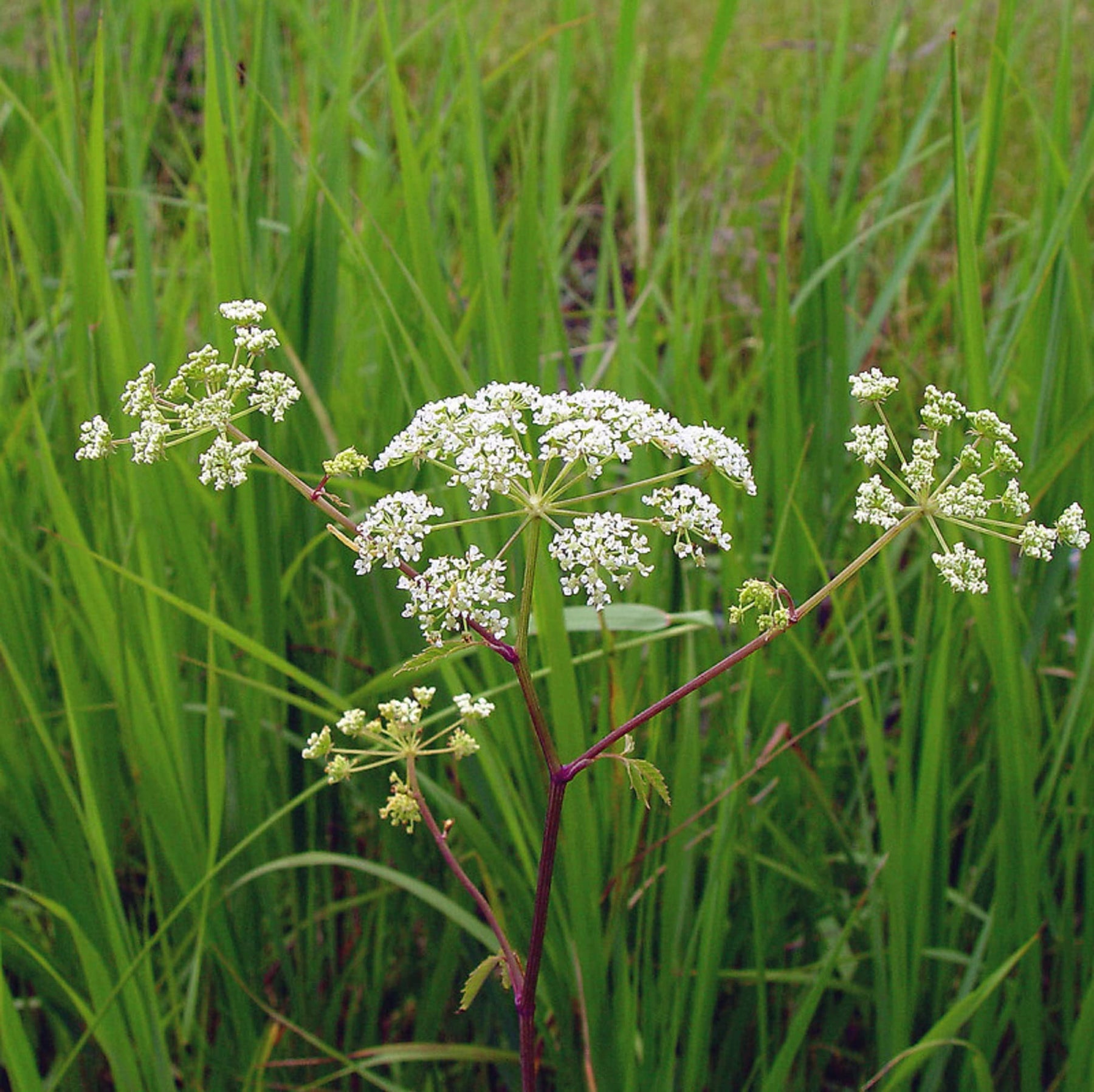 Cicuta Maculata Plant Seeds for Planting - 100 pcs for planting in your garden.