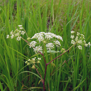 Cicuta Maculata Plant Seeds for Planting - 100 pcs