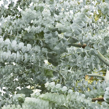 White Perennial Eucalyptus Silver Dollar Tree Seeds for Planting