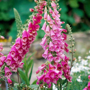 Organic Heirloom Non-GMO Pink Lady's Glove Seeds for Planting – Unique Garden Blooms