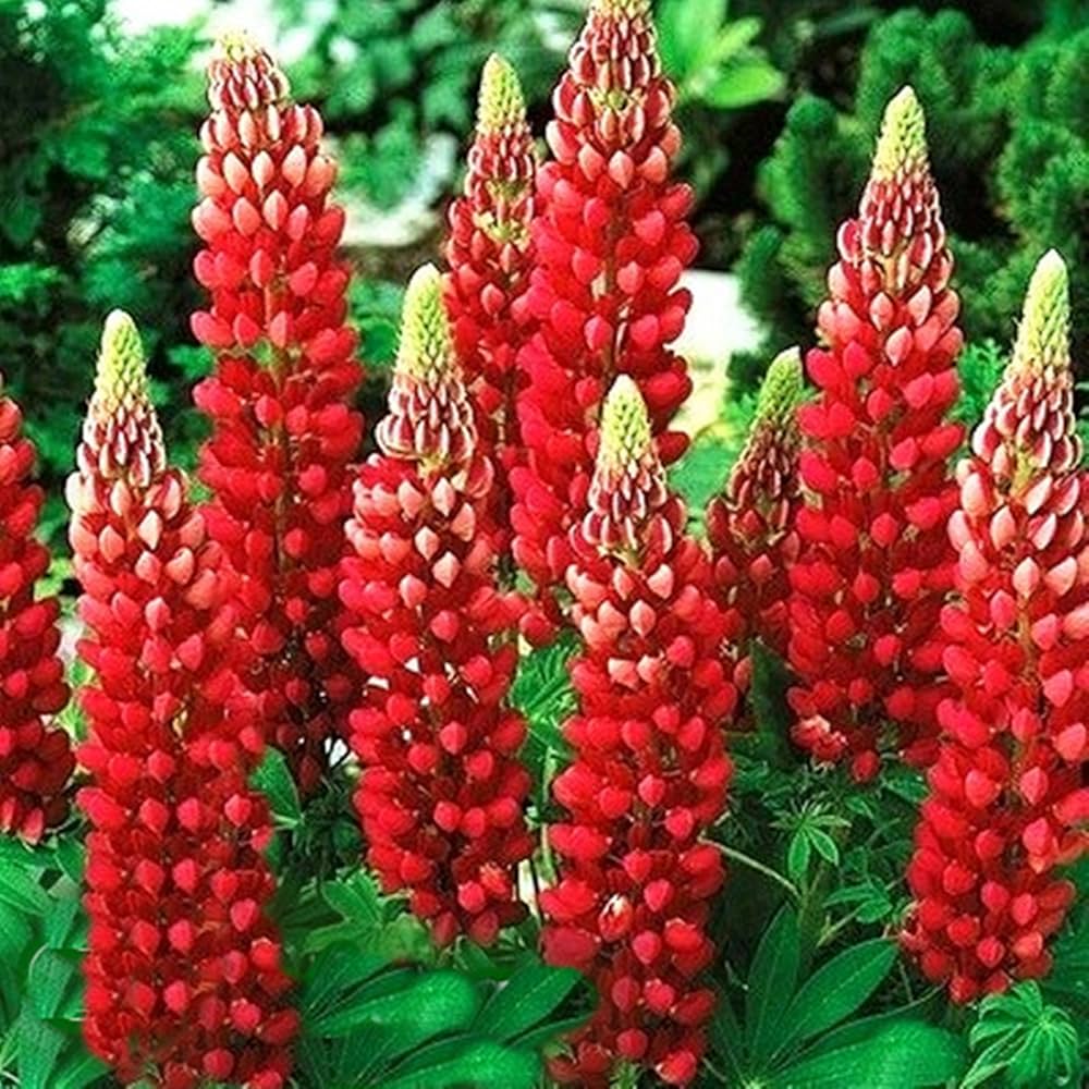 Red Lupin Plant Seeds for Planting – Vibrant Blooms, Non-GMO Heirloom Garden Seeds seeds for planting in home garden