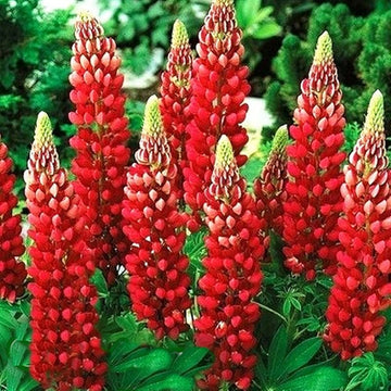 Red Lupin Plant Seeds for Planting – Vibrant Blooms, Non-GMO Heirloom Garden Seeds