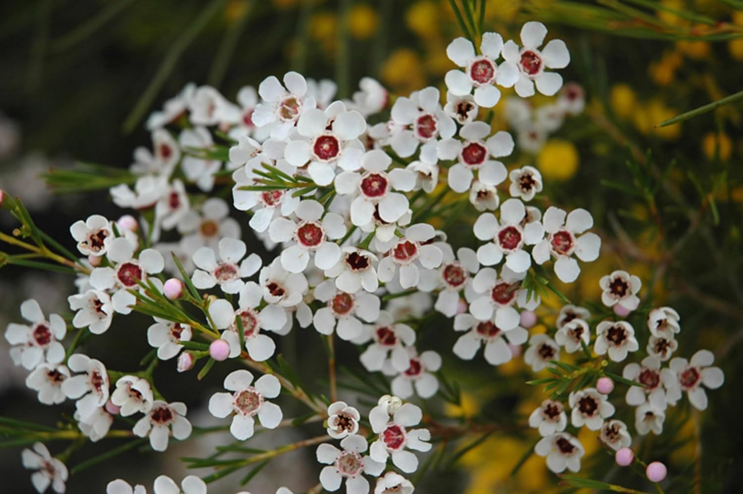 Geraldton Flower Seeds Heirloom Non GMO Planting - 100 pcs for planting in home garden