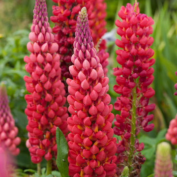 Red Lupin Plant Seeds for Planting – Vibrant Blooms, Non-GMO Heirloom Garden Seeds