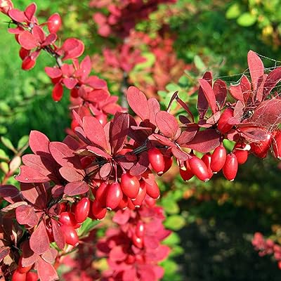 Red Pyracantha Fortuneana Plant Seeds for Planting - NON GMO Seeds for planting in home garden