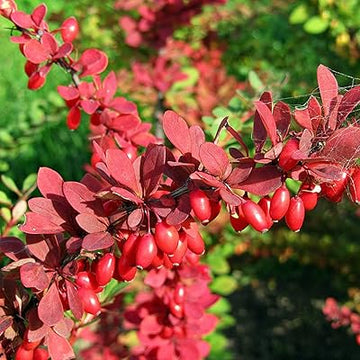 Red Pyracantha Fortuneana Plant Seeds for Planting - NON GMO Seeds