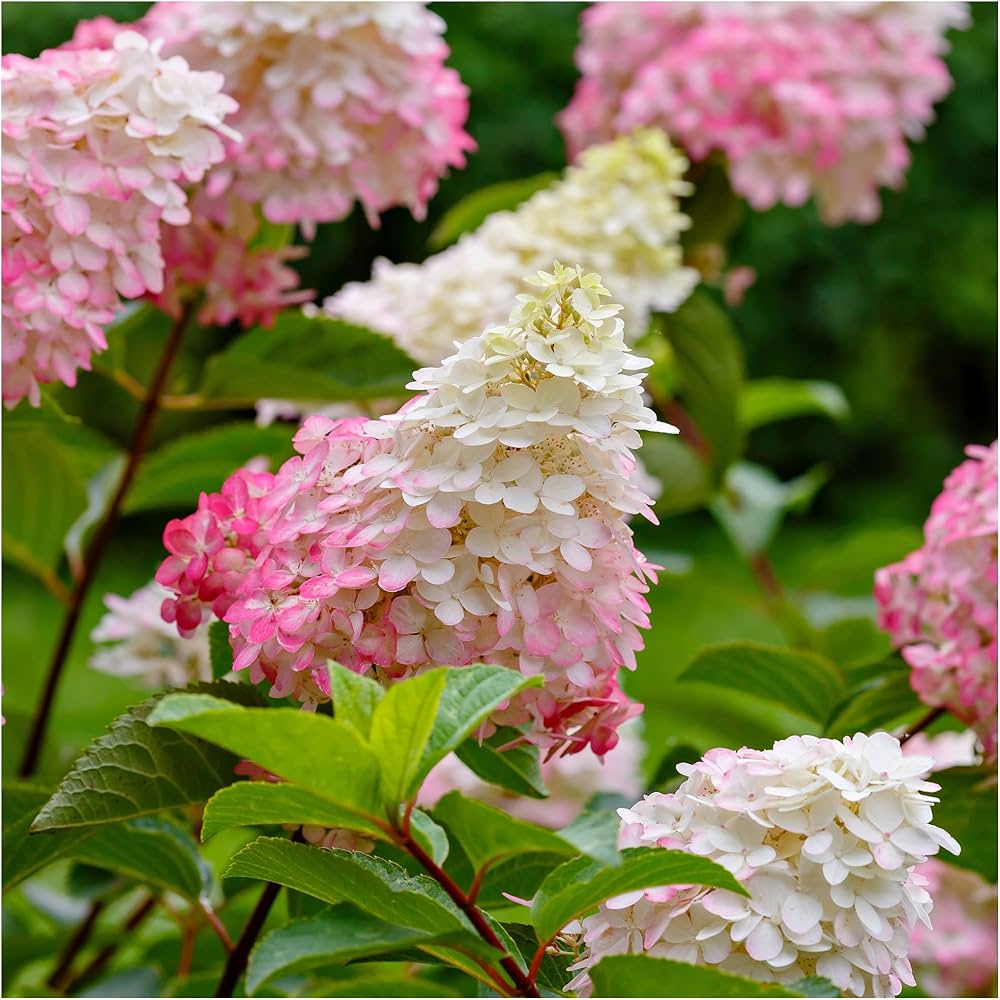 Heirloom White Pink Hydrangea Flower Seeds, Non-GMO Lush Blooms for Planting for planting in home garden