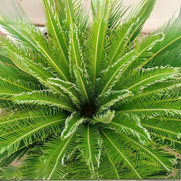 Green Cycads Planting Seeds for Garden NON GMO Seeds