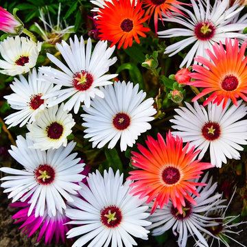 Mischfarbe Flower Seeds for Planting, NON GMO Seeds