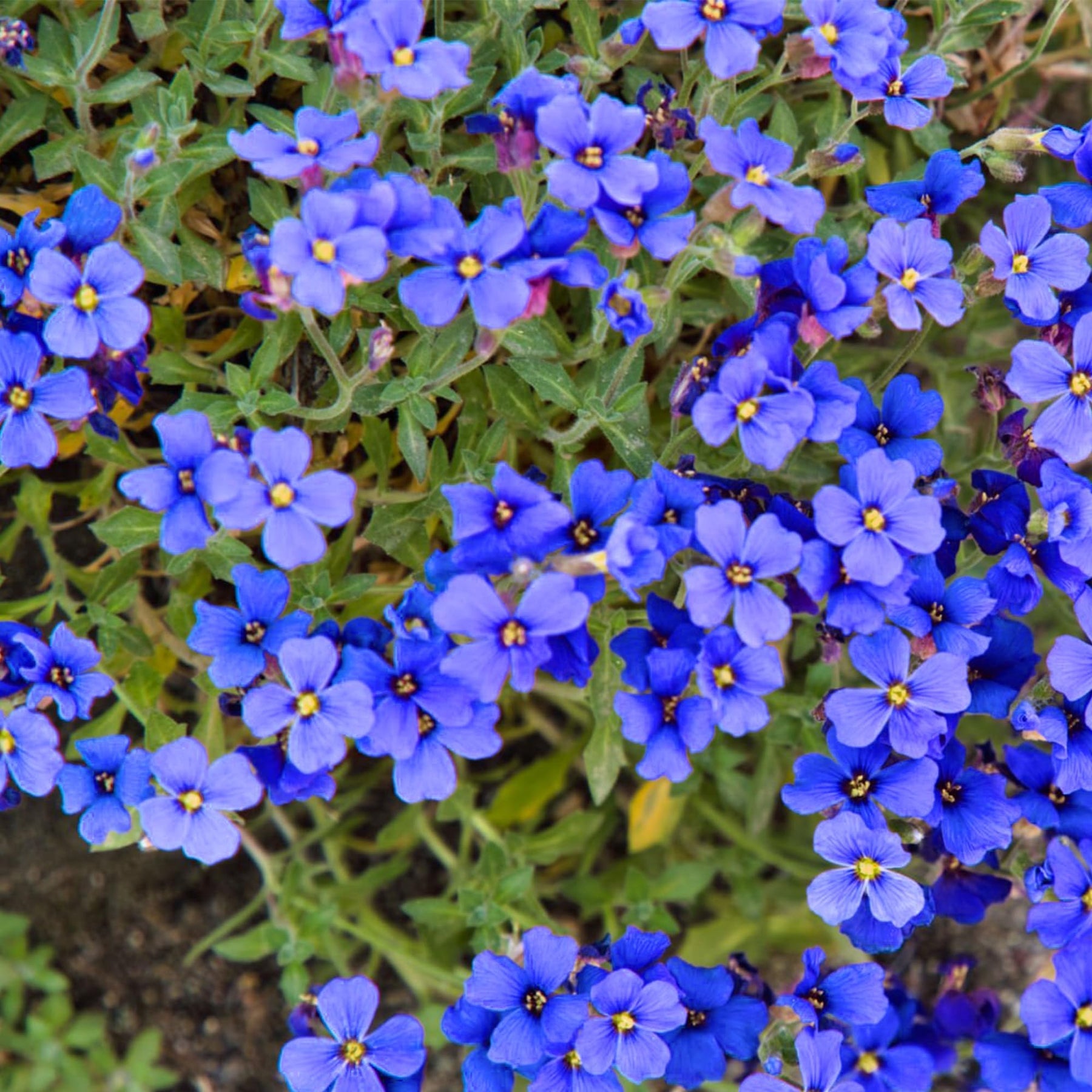 Heirloom Non-GMO Blue Cress Cascade Flower Seeds for planting in home garden