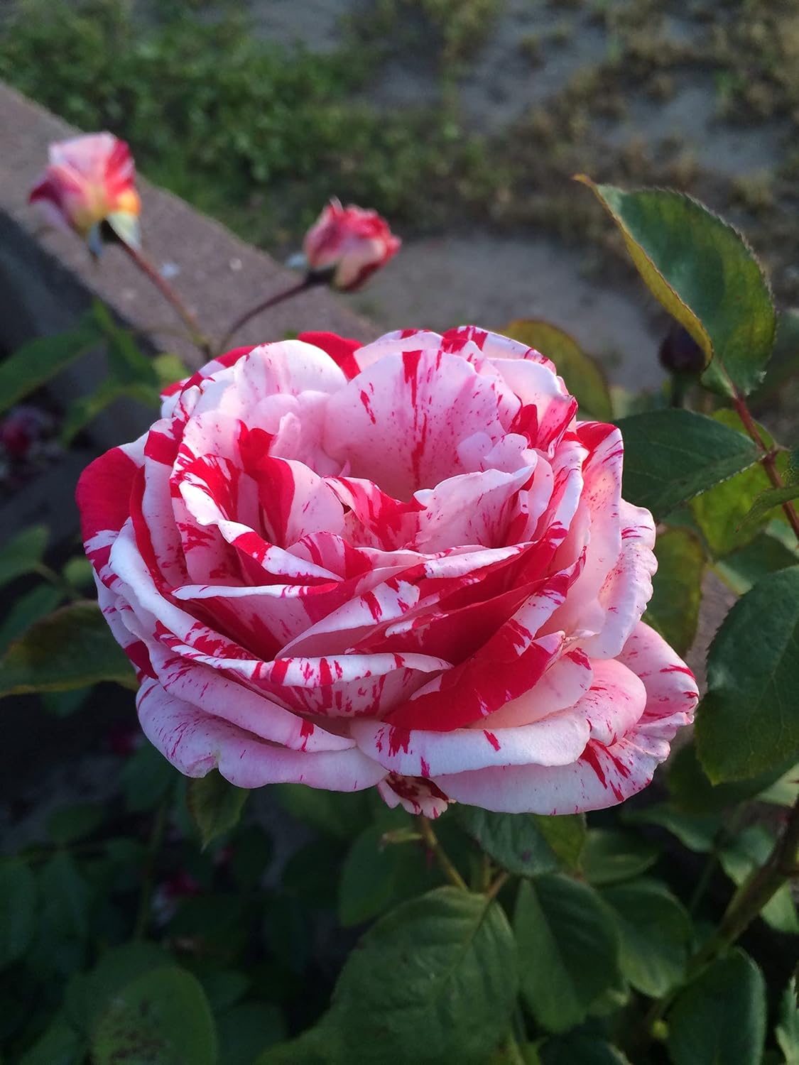 White Pink Rose Plant Seeds for Planting Non-GMO Heirloom Garden Seeds for Growing for planting in your garden.