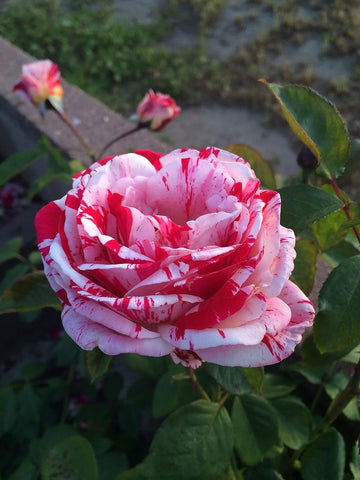 White Pink Rose Plant Seeds for Planting Non-GMO Heirloom Garden Seeds for Growing