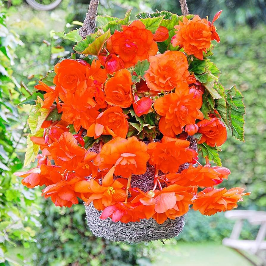 Orange Gloxinia Flower Seeds for Planting | Heirloom, Non-GMO, Organic Seeds seeds for planting in home garden