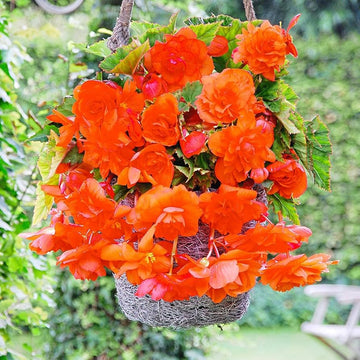 Orange Gloxinia Flower Seeds for Planting | Heirloom, Non-GMO, Organic Seeds
