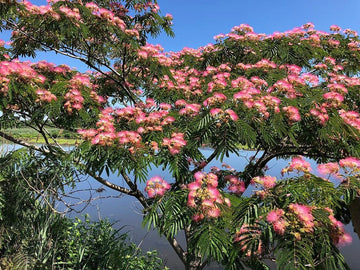 Heirloom Non-GMO Albizia Mimosa Flower Seeds for Planting – Fragrant Silk Tree Garden Blooms