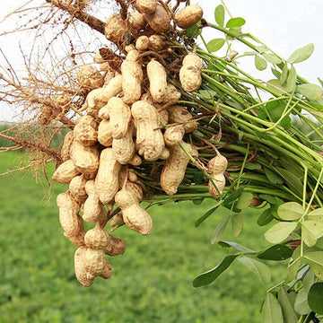 Peanut Plant Seeds for Garden Planting - NON GMO Seeds