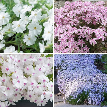 Organic Mix Creeping Phlox Flower Seeds for Planting â€“ Heirloom, Non-GMO