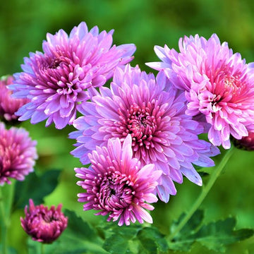 Organic Chrysanthemum Flower Seeds for Planting, Purple Shade – Heirloom, Non-GMO