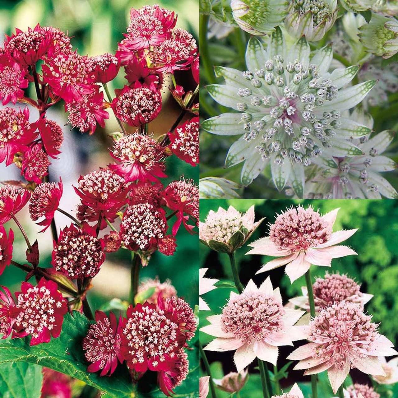 Mixed Astrantia Flower Seeds for Garden Planting – Perennial Blooms for Borders & Landscaping for planting in your garden.
