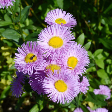 Purple Erigeron Flower Seeds for Planting, 100 pcs