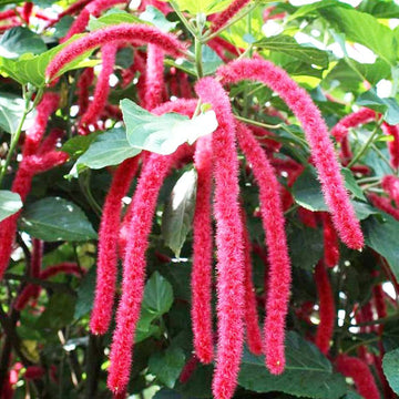 Pink Acalypha Chenille Plant Seeds for Planting - NON GMO Seeds