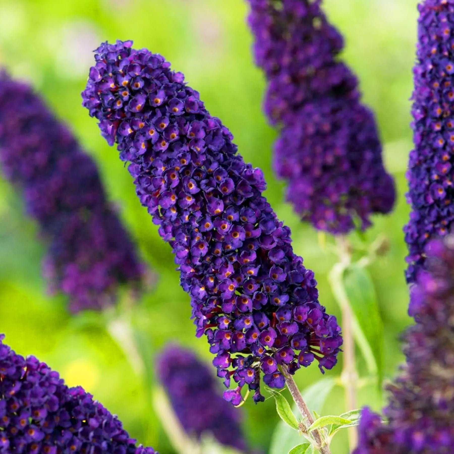 Purple Buddleia Davidii Plant Seeds for Planting – Vibrant Blooms, Non-GMO, Heirloom Seeds