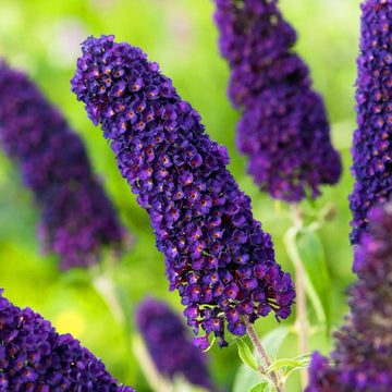 Purple Buddleia Davidii Plant Seeds for Planting – Vibrant Blooms, Non-GMO, Heirloom Seeds