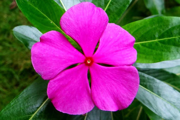 Catharanthus Flower Seeds Heirloom Non GMO Planting - 100 pcs