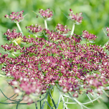 False Queen Anne's Lace Flower Seeds – Heirloom, Non-GMO Flower Seeds for Planting