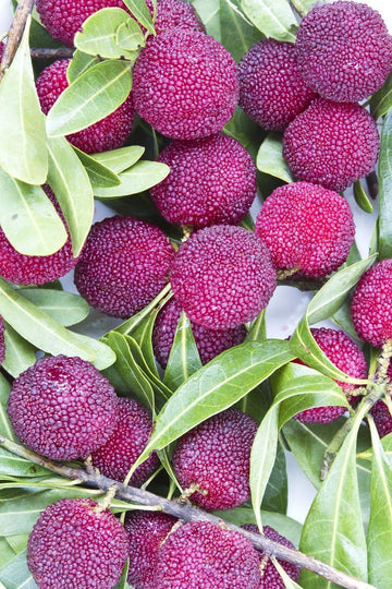Purple Arbutus Bayberry Fruit Seeds for Planting - Heirloom and GMO Free Seeds for Home Garden