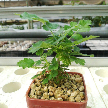 Boswellia Sacra Seeds for Planting â€“ Heirloom, NON-GMO, Easy to Grow Frankincense Tree Seeds