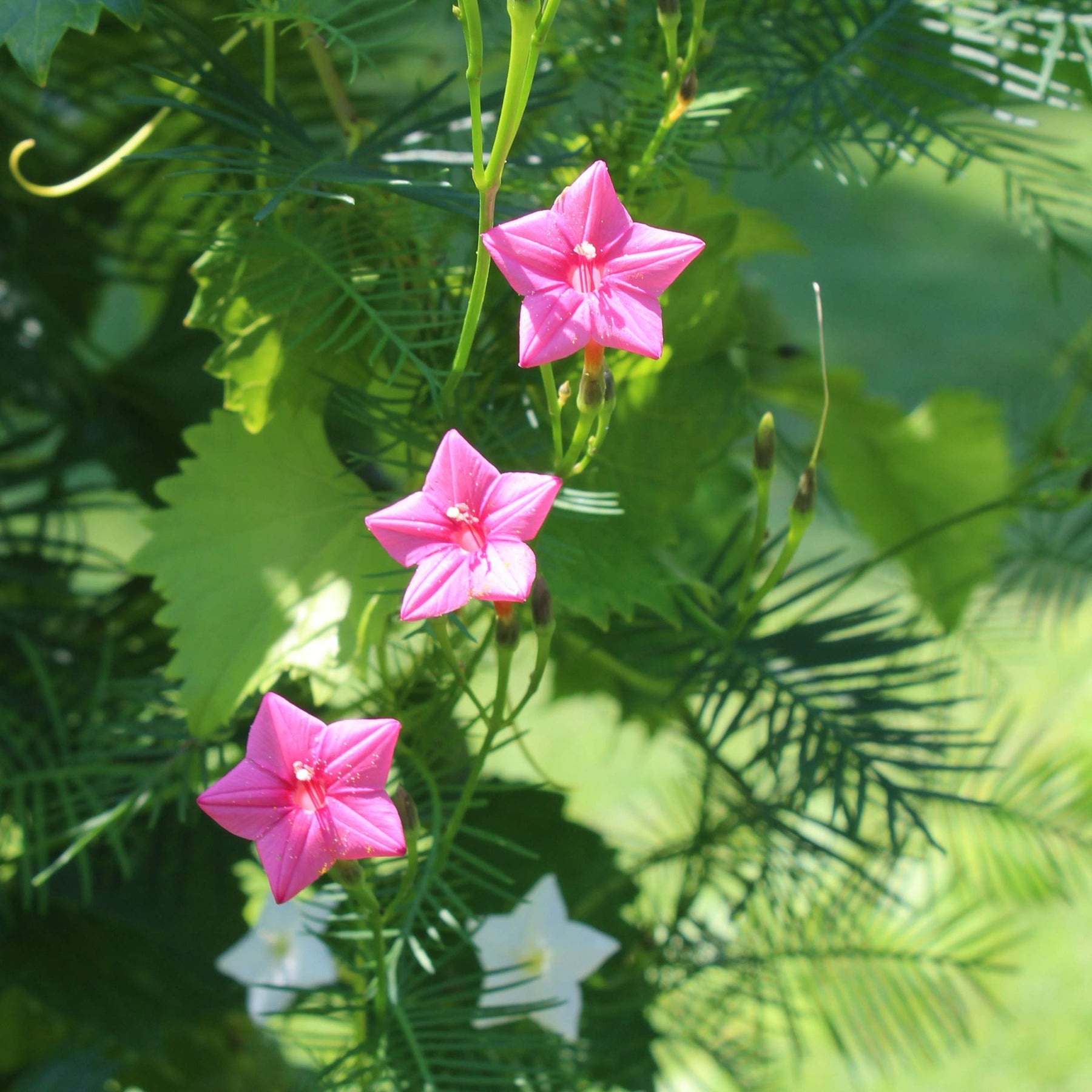 Annual Rose Cypress Vine Flower Seeds for Planting - 100 pcs - Rose for planting in home garden