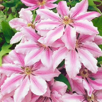 Heirloom Non-GMO Nelly Moser Flower Seeds for Planting – Elegant Clematis Vine with Striking Blooms