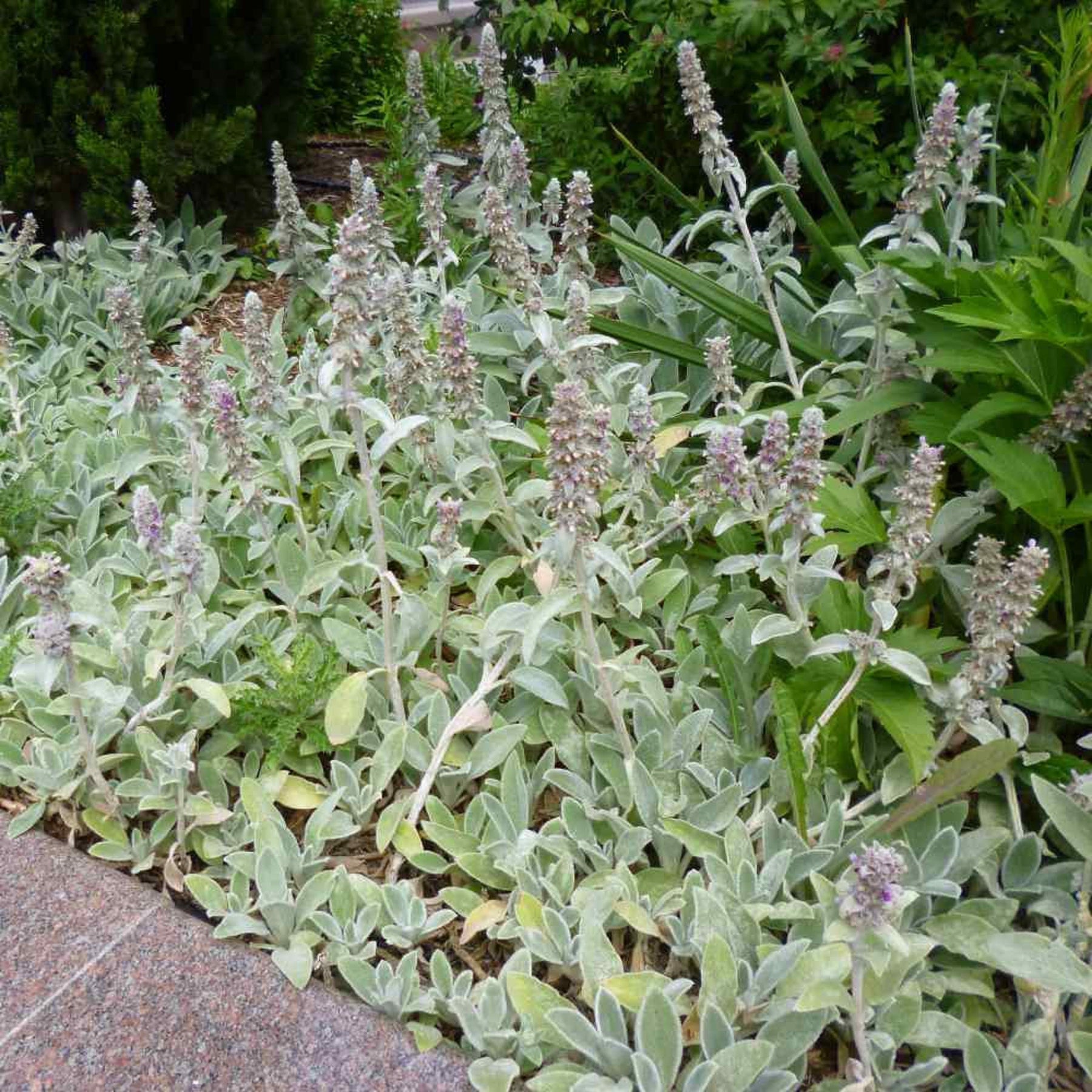 Stachys Flower Seeds for Planting - 100 pcs seeds for planting in home garden