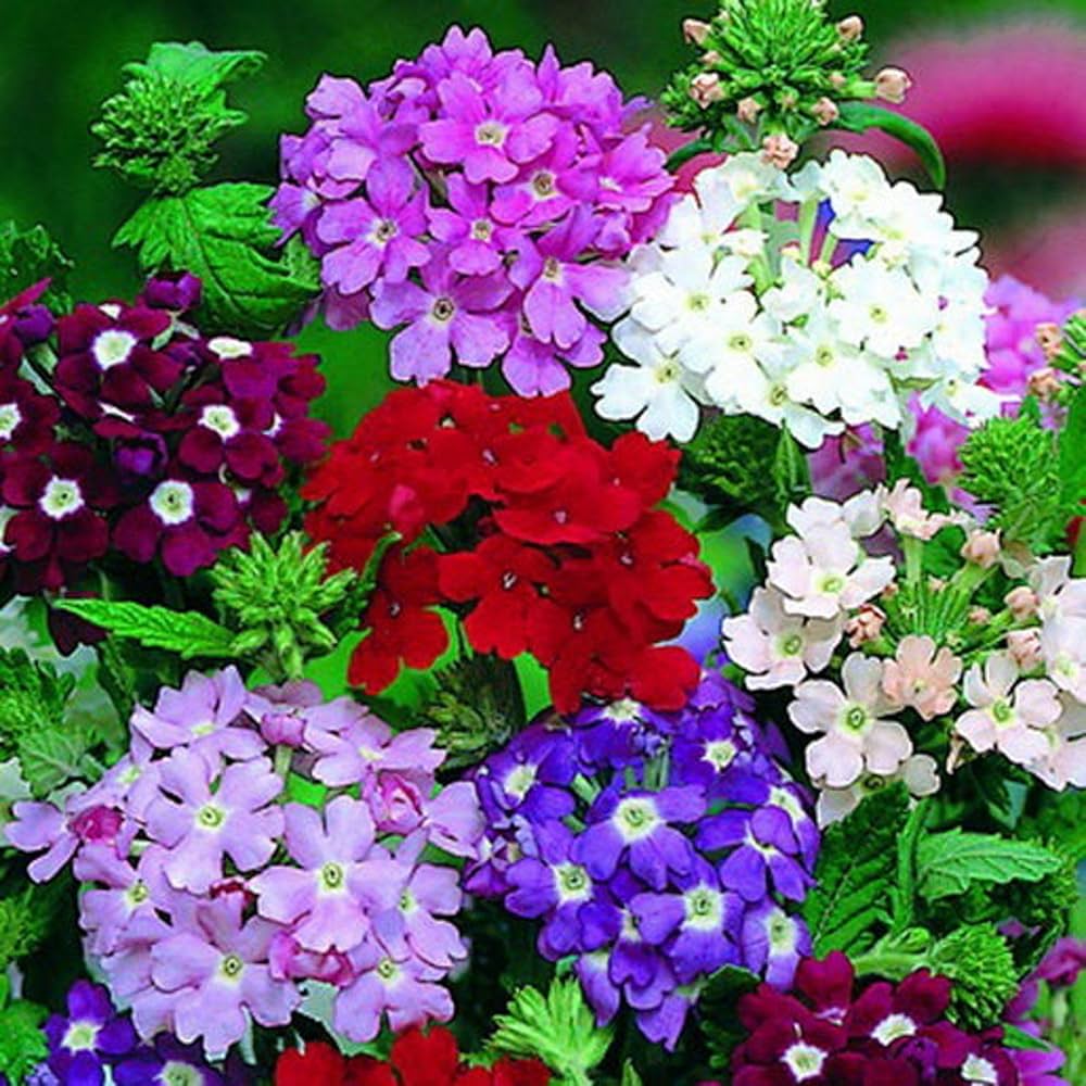 Mixed Verbena Flower Seeds for Planting - 100 pcs for planting in your garden.