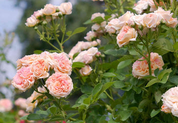 Cream Climbing Rose Plant Seeds for Planting Non-GMO Heirloom Garden Seeds for Home and Outdoor Growing