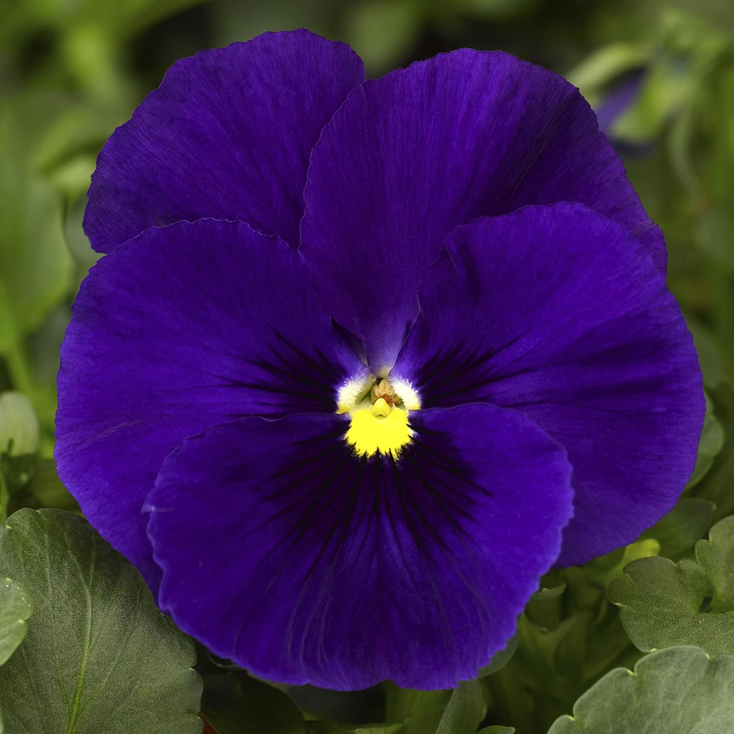Deepblue Pansy Flower Seeds for Planting - NON GMO Seeds for planting in home garden