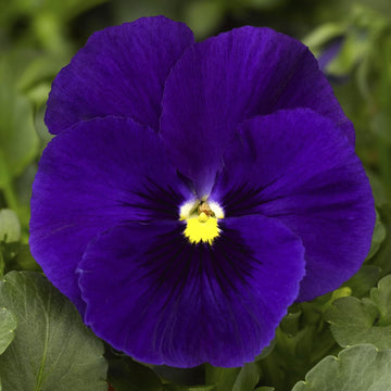 Deepblue Pansy Flower Seeds for Planting - NON GMO Seeds