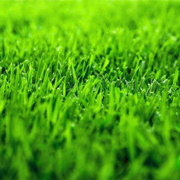 Zoysia Shadow Grass Seed