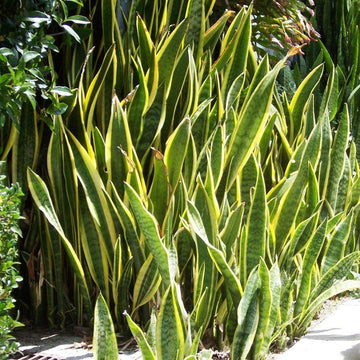 Green Snake Plant Seeds for Planting - Heirloom and Non-GMO seeds for home garden