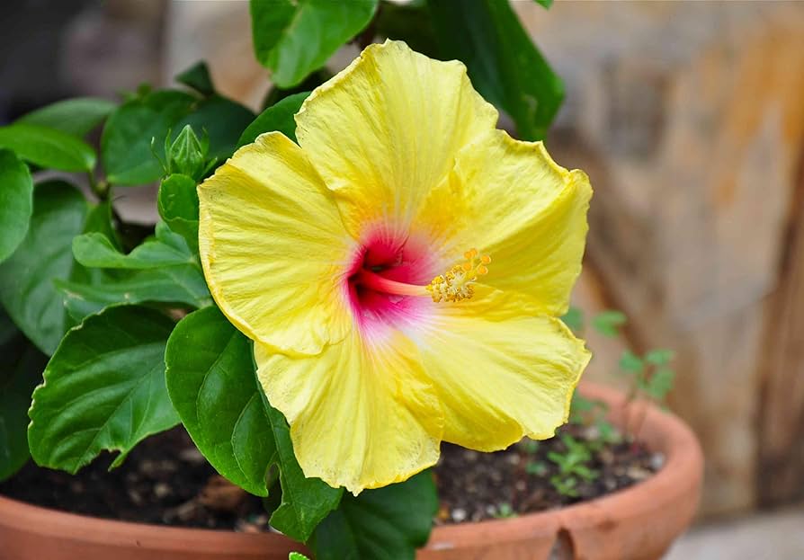 Heirloom Non-GMO Light Green Hibiscus Flower Seeds for Garden Planting – Rare Tropical Blooms for planting in your garden.